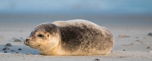 В Астраханской области был спасен каспийский тюлень